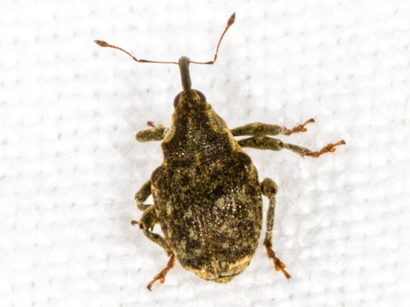 Parethelcus pollinarius